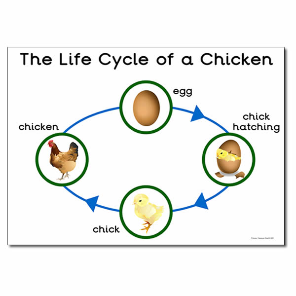 Chicken Lifecycle - WELCOME TO OUR GRADE 1-2 CLASSROOM WEBSITE