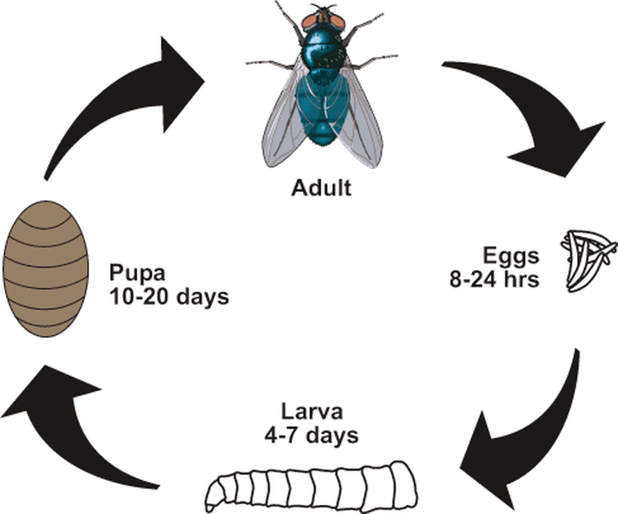 Fly Lifecycle