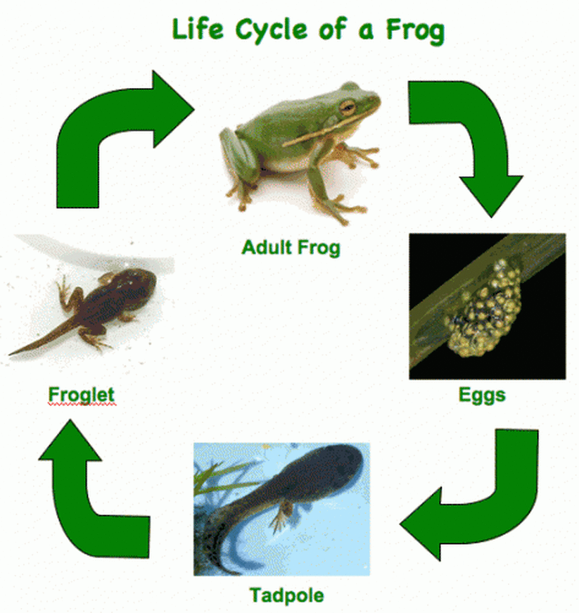 Frog Lifecycle - WELCOME TO OUR GRADE 2-3 CLASSROOM WEBSITE